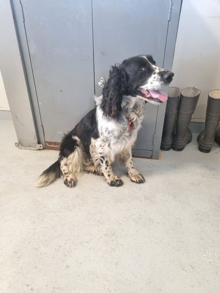 Maui the Spaniel Gisborne Pound Dog Carousel 2