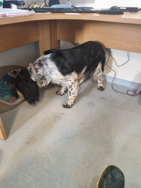 Maui the Spaniel Gisborne Pound Dog Carousel 3