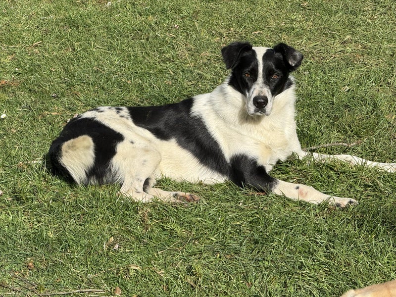 Free Heading Dog not working Carousel 1