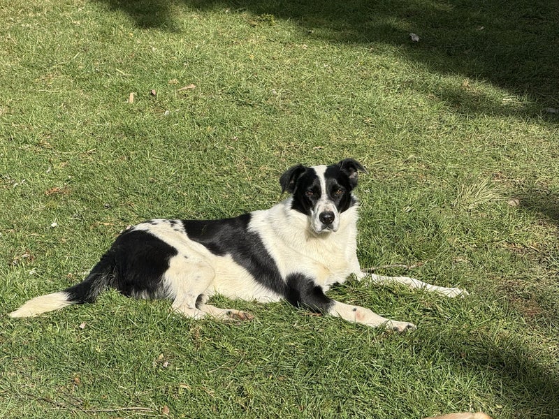 Free Heading Dog not working Carousel 2