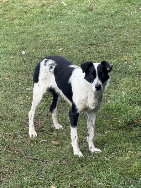 Free Heading Dog not working Carousel 3