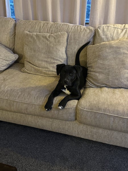 Izzy - 7 month old lab/staff Carousel 1