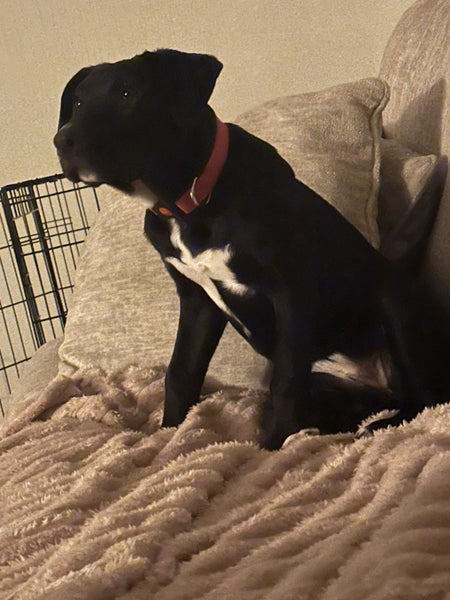 Izzy - 7 month old lab/staff Carousel 2