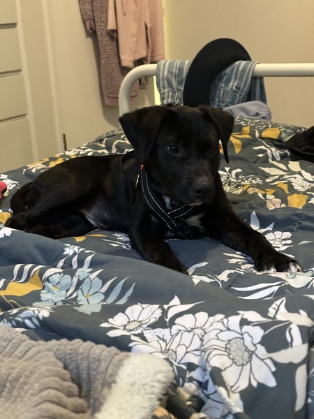Izzy - 7 month old lab/staff Carousel 4
