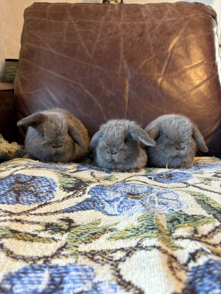 Purebred Minilop bunnies Carousel 1