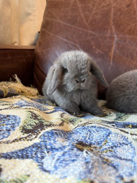 Purebred Minilop bunnies Carousel 2