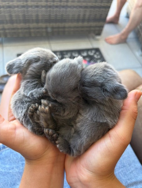 Purebred Minilop bunnies Carousel 4