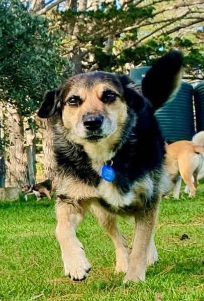 HUMANE SOCIETY RESCUE DOG - DAPHNE A Collie/Huntaway Cross Carousel 1