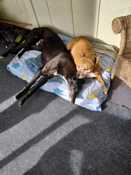 Tux and Tails – Joe, the Gentle Giant with Tuxedo Markings Carousel 8