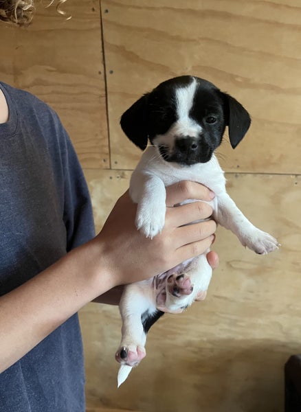 Gorgeous Puppies- Poodle Foxy x Maltese Jack Russell63655009381122112