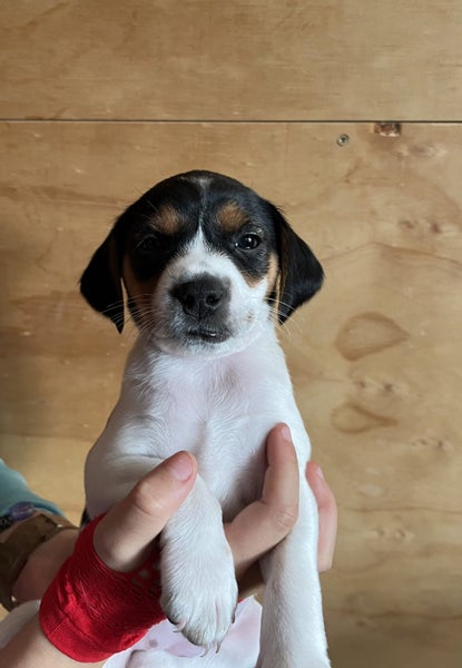 Gorgeous Puppies- Poodle Foxy x Maltese Jack Russell Carousel 2