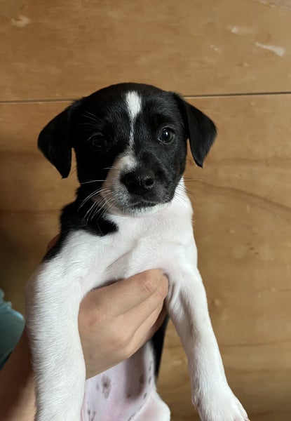 Gorgeous Puppies- Poodle Foxy x Maltese Jack Russell63655009381122111