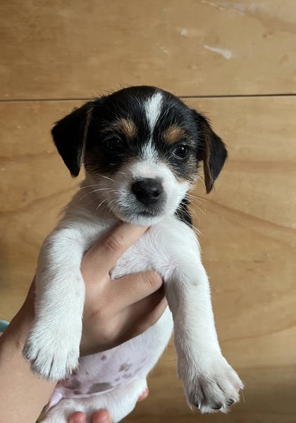 Gorgeous Puppies- Poodle Foxy x Maltese Jack Russell Carousel 1