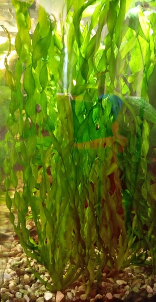 Twisted Vallisneria plant for tropical fish tank Carousel 1