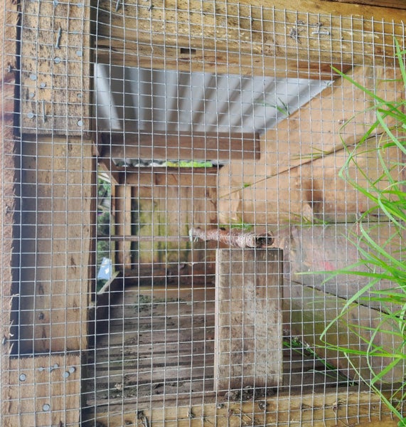 Animal hutch - free to a good home Carousel 2
