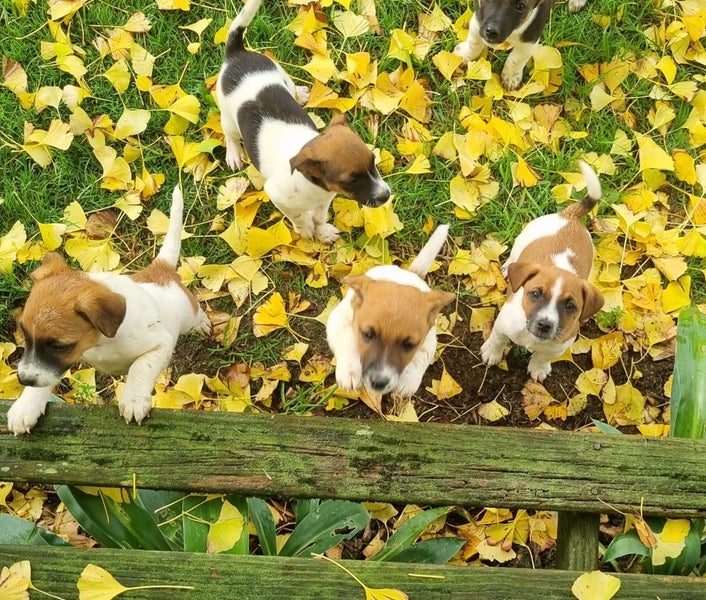 Jack Russell/ Foxy cross puppies Carousel 4