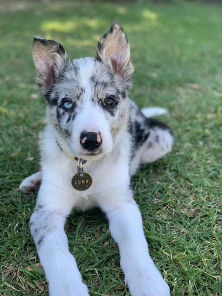 Meet Luna - Your New Best Friend Carousel 5