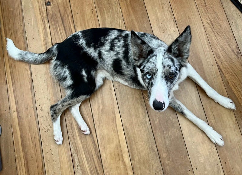Meet Luna - Your New Best Friend Carousel 1