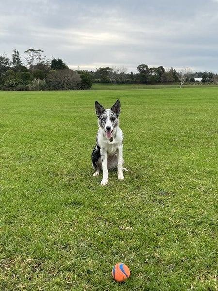 Meet Luna - Your New Best Friend Carousel 2