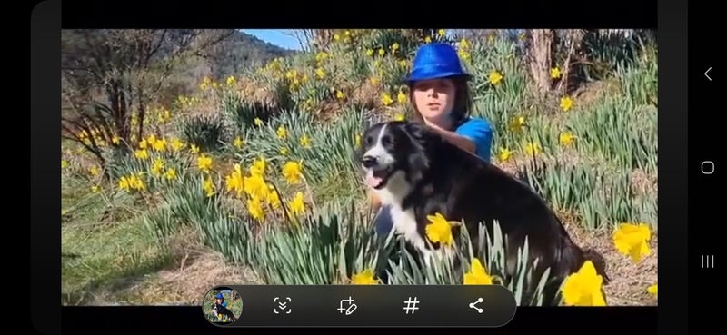 Daffodils x 20 Carousel 1