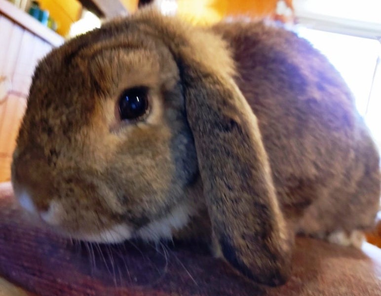 Rabbit - Attractive and Healthy Carousel 1