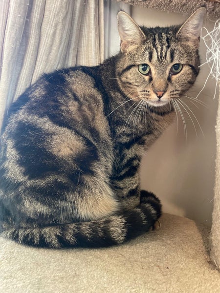 Maxine - 4 yr - Cat Care Loburn Carousel 3