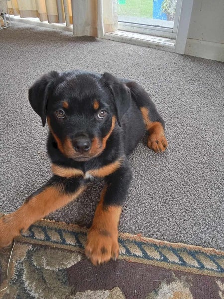 Rottweiler pup Carousel 2