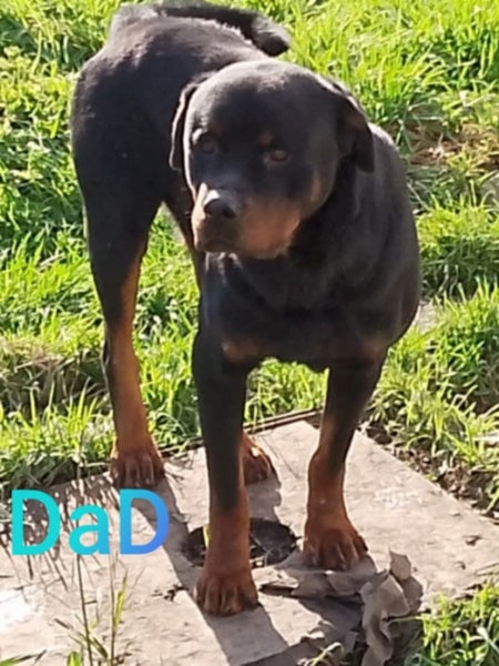 Rottweiler puppies AVAILABLE NOW Carousel 6