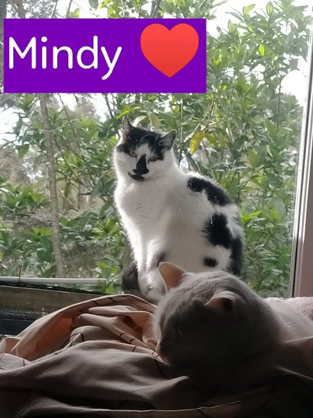 Mackey & Mindy affectionate cats need forever home Carousel 2