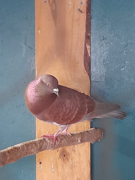 Pigeons, father= Homer pigeon mother= Helmit pigeon, + 3 babies Carousel 2