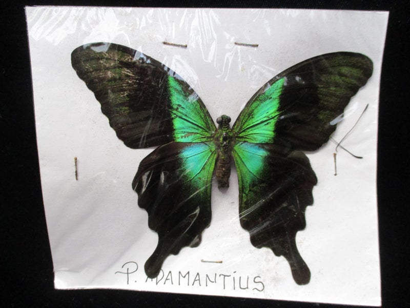 FYY 151 - Beautiful P.Adamantius Butterfly - Taxidermy - Large - Carousel 1