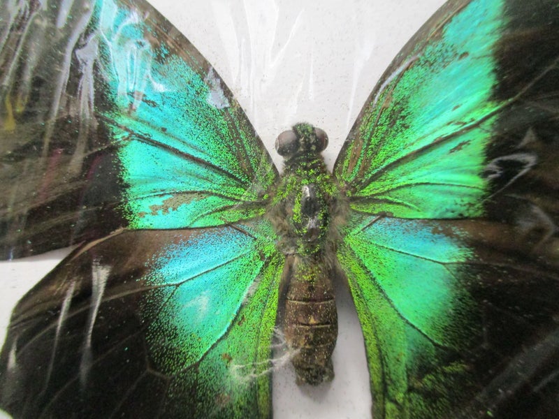 FYY 151 - Beautiful P.Adamantius Butterfly - Taxidermy - Large - Carousel 2