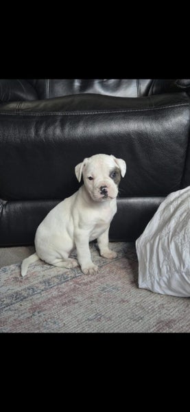 American bulldog pups Carousel 2