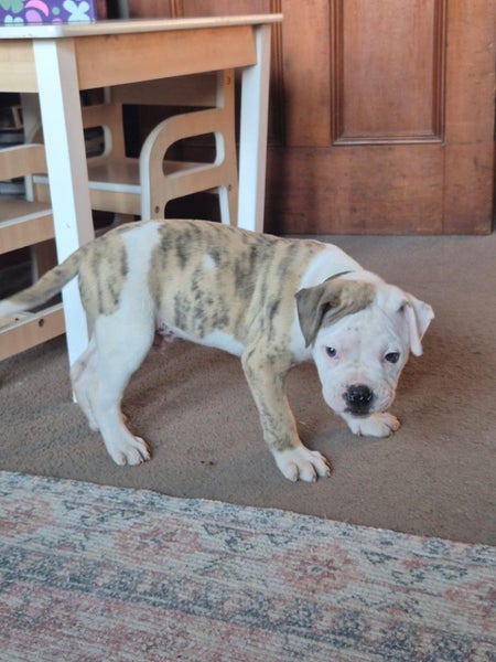 American bulldog pups Carousel 1