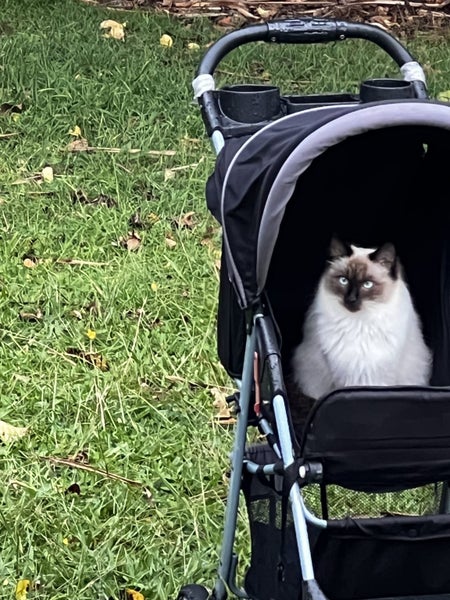 New home for out cat Carousel 1