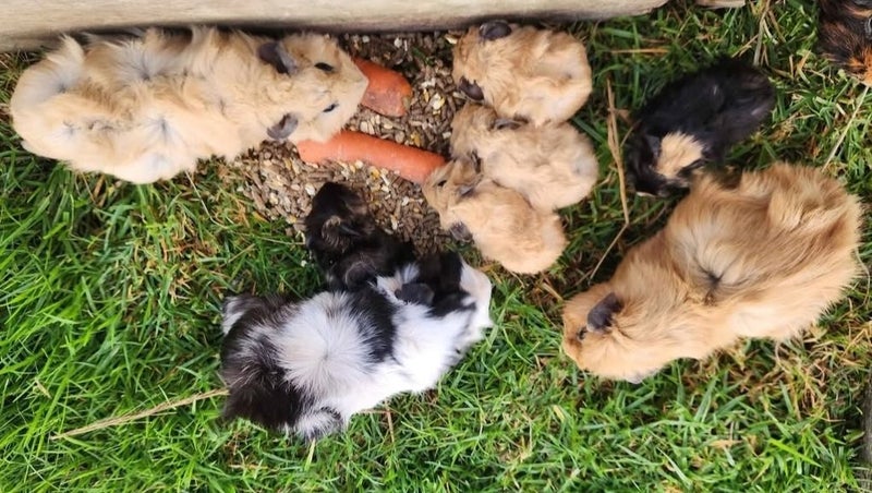 Abyssinian Guinea Pig Babies x5 Carousel 1