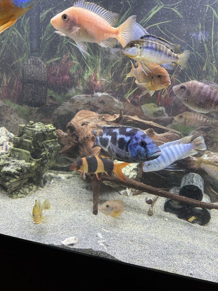 Juwel 450L full set up - CLOWN LOACHES Carousel 2