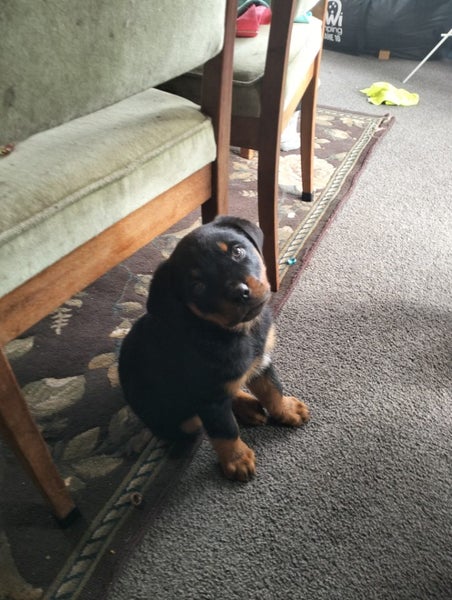 Rottweiler puppies Carousel 12