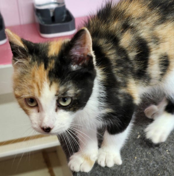 Dolly - KTown Community Animal Welfare Society Carousel 1