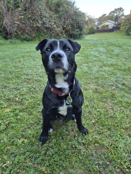 Bettie (Ellie's Canine Rescue & Rehome) Carousel 1