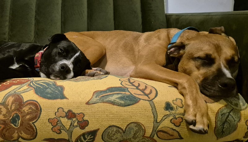 Bettie (Ellie's Canine Rescue & Rehome) Carousel 2