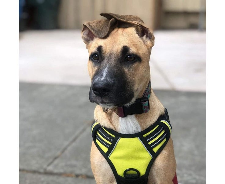 Replacement Earpads for JBL T500BT T450 510BT Headphones - Faux Fur Ear Cushi Carousel 7