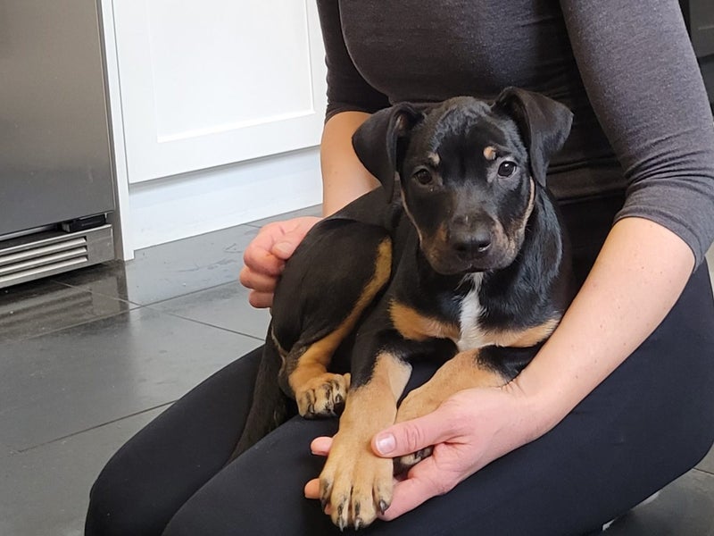 Kora (Ellie's Canine Rescue & Rehome) Carousel 8