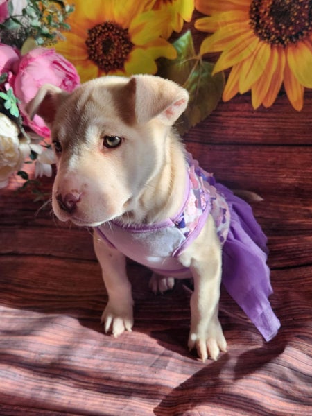 Ember (Ellie's Canine Rescue & Rehome) Carousel 5