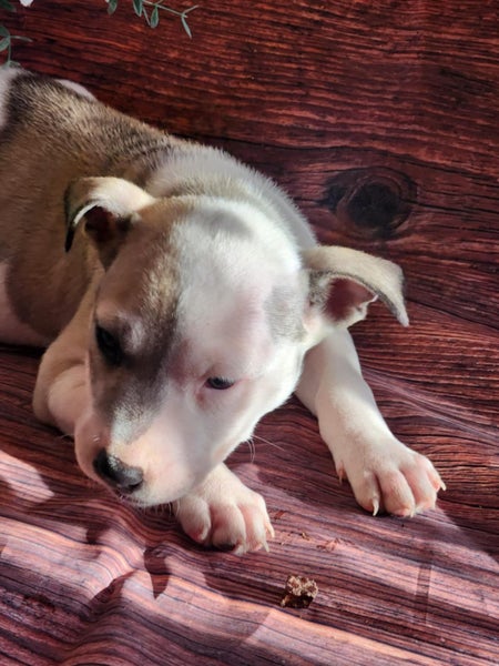 Lucy (Ellie's Canine Rescue & Rehome) Carousel 1