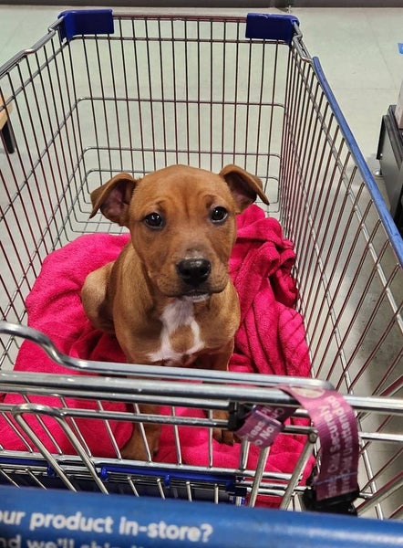 Tilly (Ellie's Canine Rescue & Rehome) Carousel 2