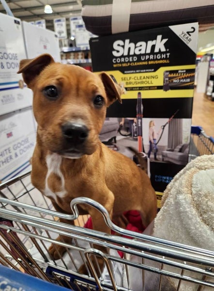 Tilly (Ellie's Canine Rescue & Rehome) Carousel 1