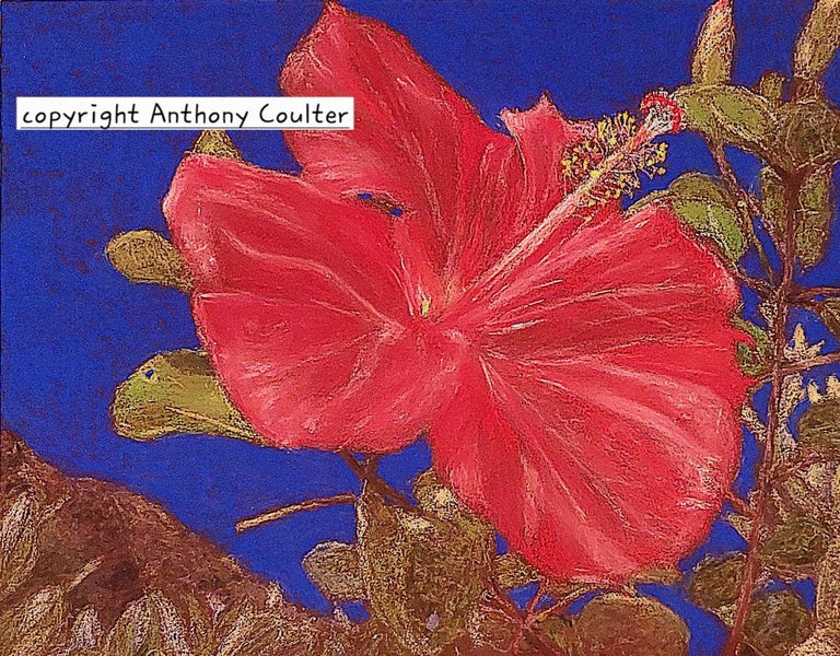 Hibiscus at the Heads Pastel Carousel 1