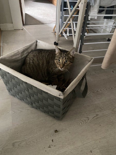 Male Tabby Cat for adoption Carousel 6