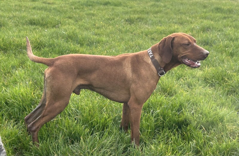 Vizsla male entire Carousel 1